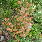 Castilleja miniata Flower