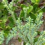 Euphorbia mesembryanthemifolia Leaf