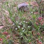 Thesium linophyllon Flower