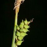 Carex globularis Fruto