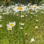 Leucanthemum ircutianum Квітка