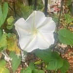 Ipomoea albaFlower