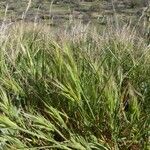 Bromus rubens Staniste