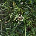 Plantago atrata Flower