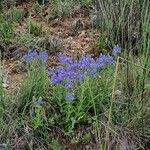 Veronica orsiniana Habitus