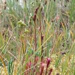 Drosera anglica Folha