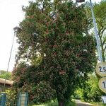 Aesculus × carnea Habitus