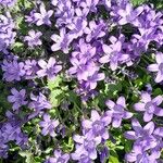 Campanula portenschlagianaКветка