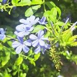 Plumbago auriculataFlor