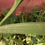 Gladiolus communis Blatt