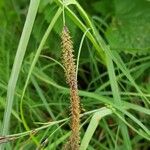 Carex acuta Flor
