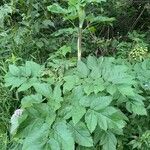 Angelica archangelicaFolha