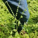 Cynoglossum lanceolatum Folla