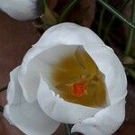 Crocus flavus 花