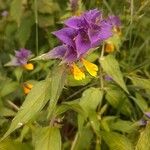 Melampyrum nemorosum Květ