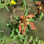 Hypericum lanceolatum Fruit