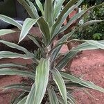 Dracaena bicolor Лист