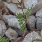 Scandix australis Yaprak