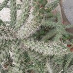 Cylindropuntia imbricata 葉