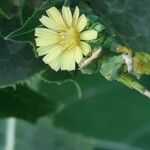 Lactuca serriola Λουλούδι