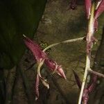 Gongora quinquenervis फूल