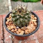 Mammillaria barbata Leht