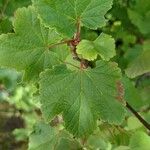 Ribes rubrum Leaf