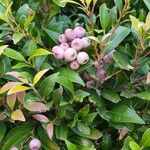 Syzygium oleosum Frucht