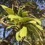 Pavetta schumanniana Leaf