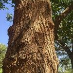 Terminalia phanerophlebia Bark