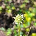 Acaena novae-zelandiae Žiedas