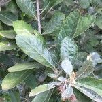 Brachylaena discolor Leaf
