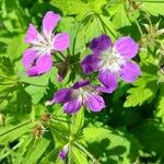 Geranium sylvaticumFlor