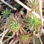 Sedum forsterianum Leaf