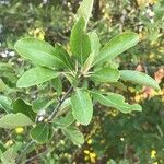 Sideroxylon lanuginosum Leaf