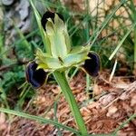 Iris tuberosa Fleur