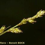 Carex brunnescens Fruit