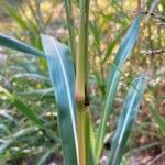 Sorghum halepense Bark