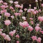 Antennaria dioica 形态