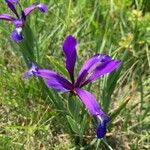 Iris reichenbachiana Kvet