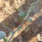 Ceanothus cordulatus Foglia