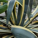 Agave americana Folha