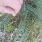 Asplenium trichomanesFulla