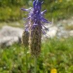 Phyteuma betonicifolium Flor