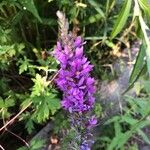 Lythrum salicariaFlower