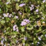 Ageratum conyzoides Flower