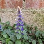 Ajuga reptansFlower