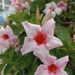 Mandevilla laxaКвітка