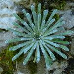 Saxifraga longifolia Leaf