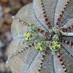Euphorbia obesa 花